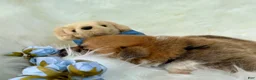Welsh Corgi Pembroke dogs for sale: Bruno - Ad 11