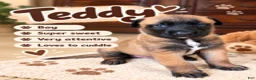 Belgian Malinois dogs for sale: Teddy - Ad 1