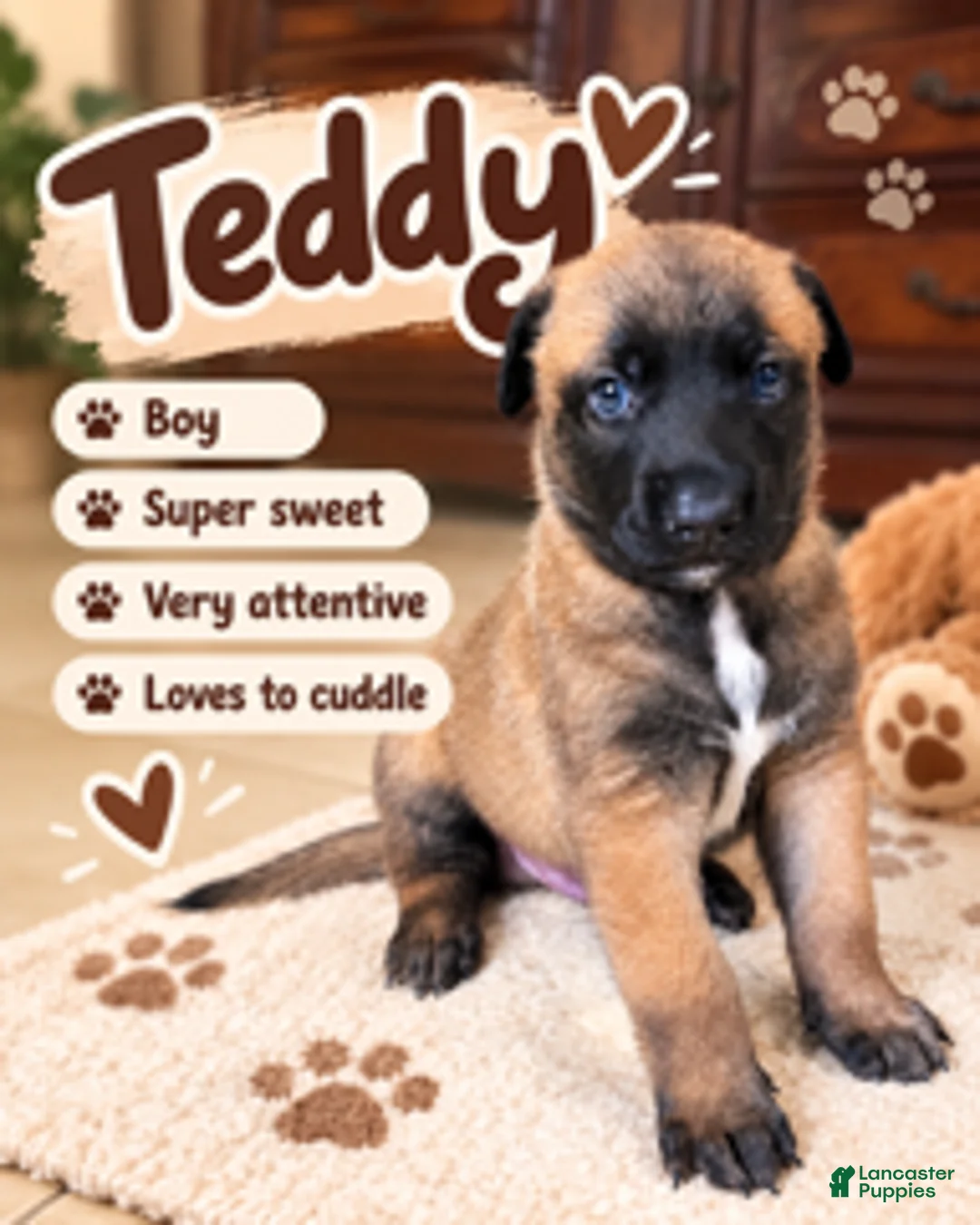 Belgian Malinois dogs for sale: Teddy - Ad 1