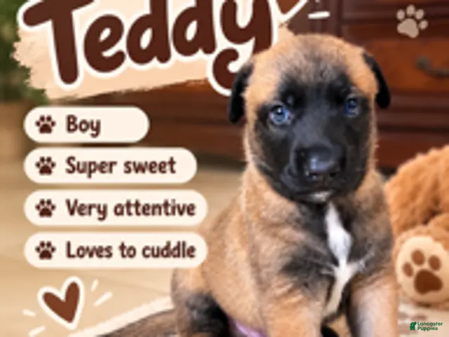 Belgian Malinois dogs for sale: Teddy - Ad 23