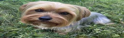 Yorkshire Terrier dogs for sale: Caio - Ad 2