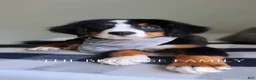 Bernese Mountain Dog dogs for sale: Laser - Ad 2