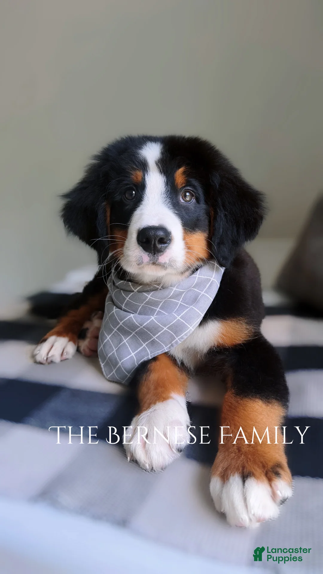 Bernese Mountain Dog dogs for sale: Laser - Ad 2