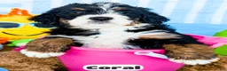 Bernedoodle dogs for sale: Coral - Ad 11