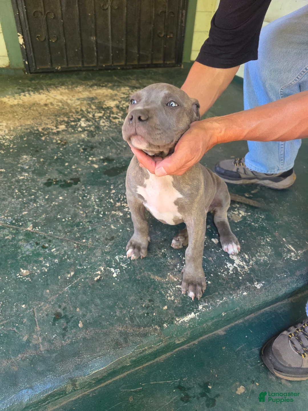 American Pit Bull Terrier dogs for sale: American Pit Bull Terrier 2 - Ad 2