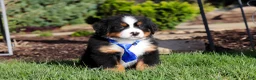 Bernese Mountain Dog dogs for sale: Charlie - Ad 9