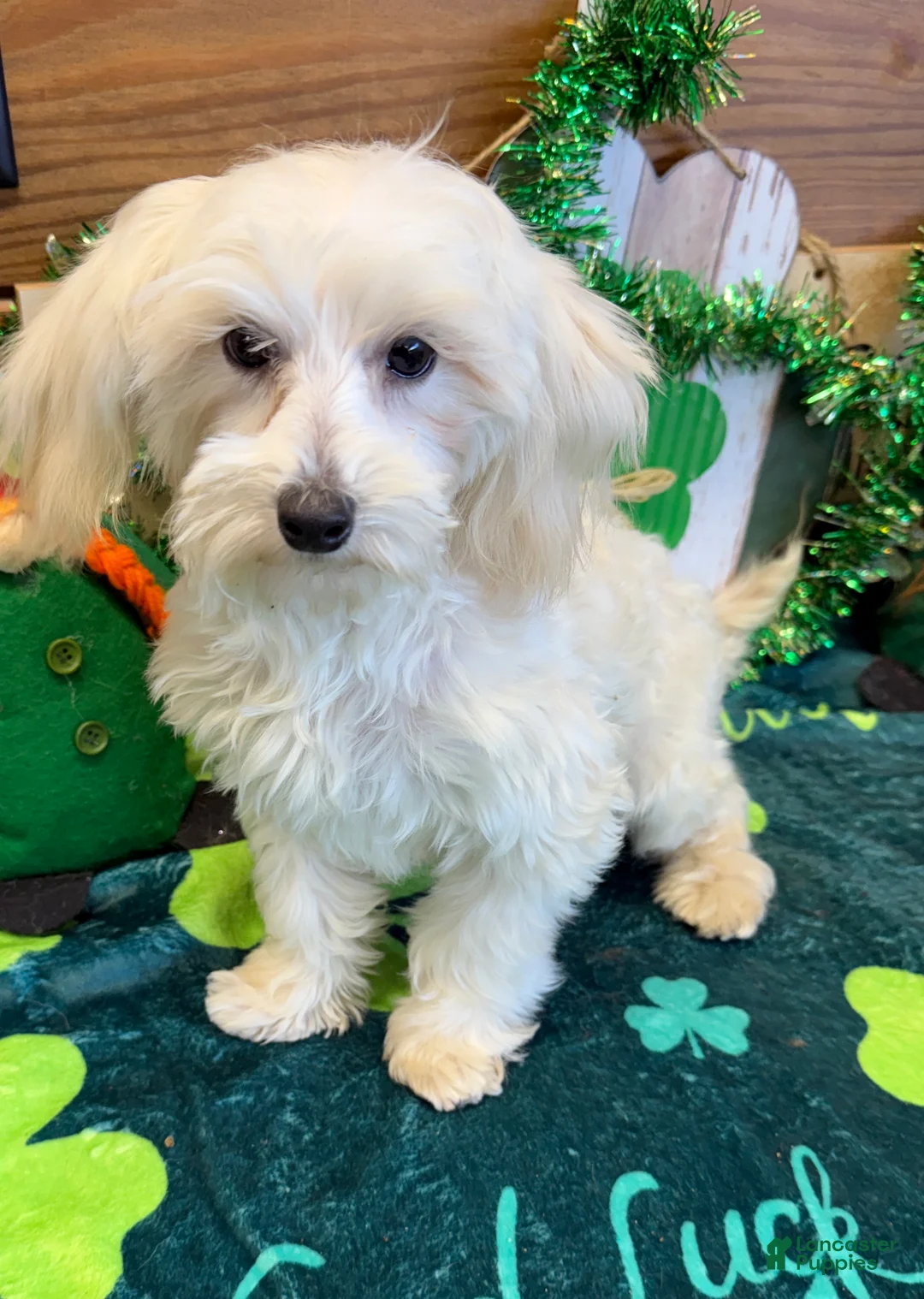 Maltipoo dogs for sale: Timmy - Ad 1