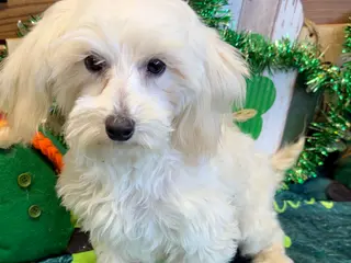 Maltipoo dogs Timmy - Ad 26