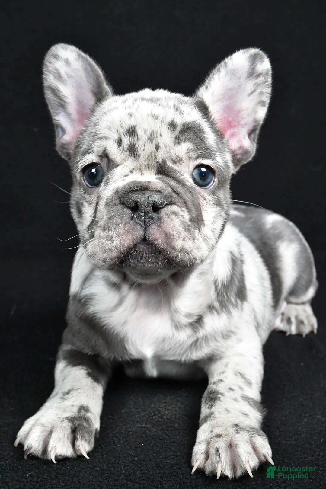 French Bulldog dogs for sale: Bella - Ad 9