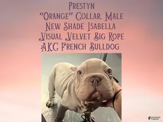 French Bulldog dogs Prestyn “Orange” Collar Male - Ad 13