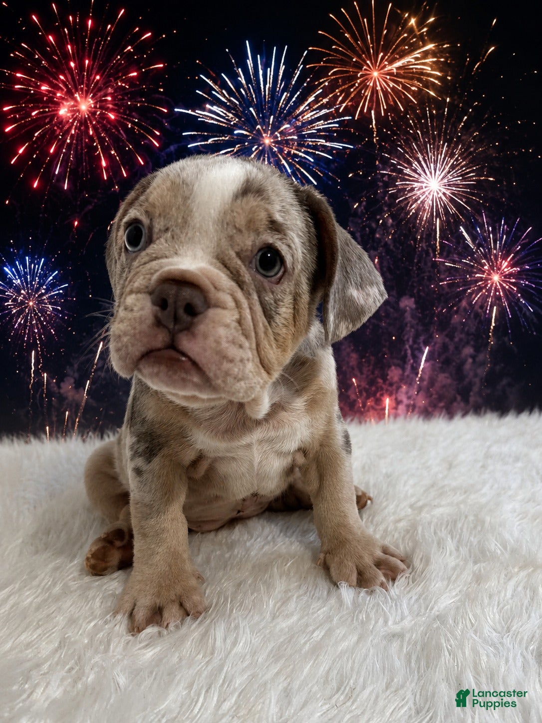 English Bulldog dogs Lola - Ad 2