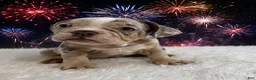 English Bulldog dogs for sale: Lola - Ad 2