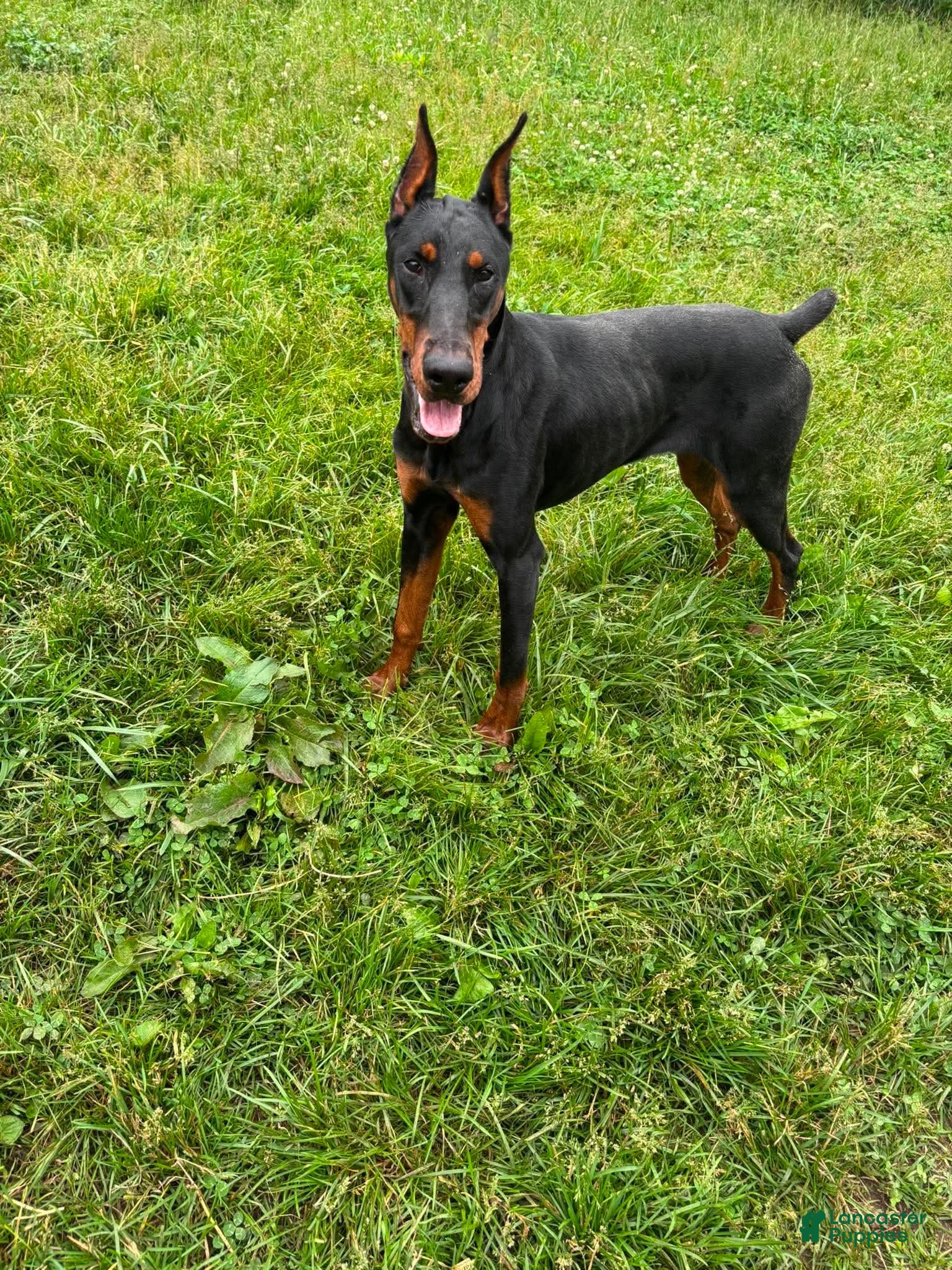 Doberman Pinscher dogs for sale: Rushka akc - Ad 6