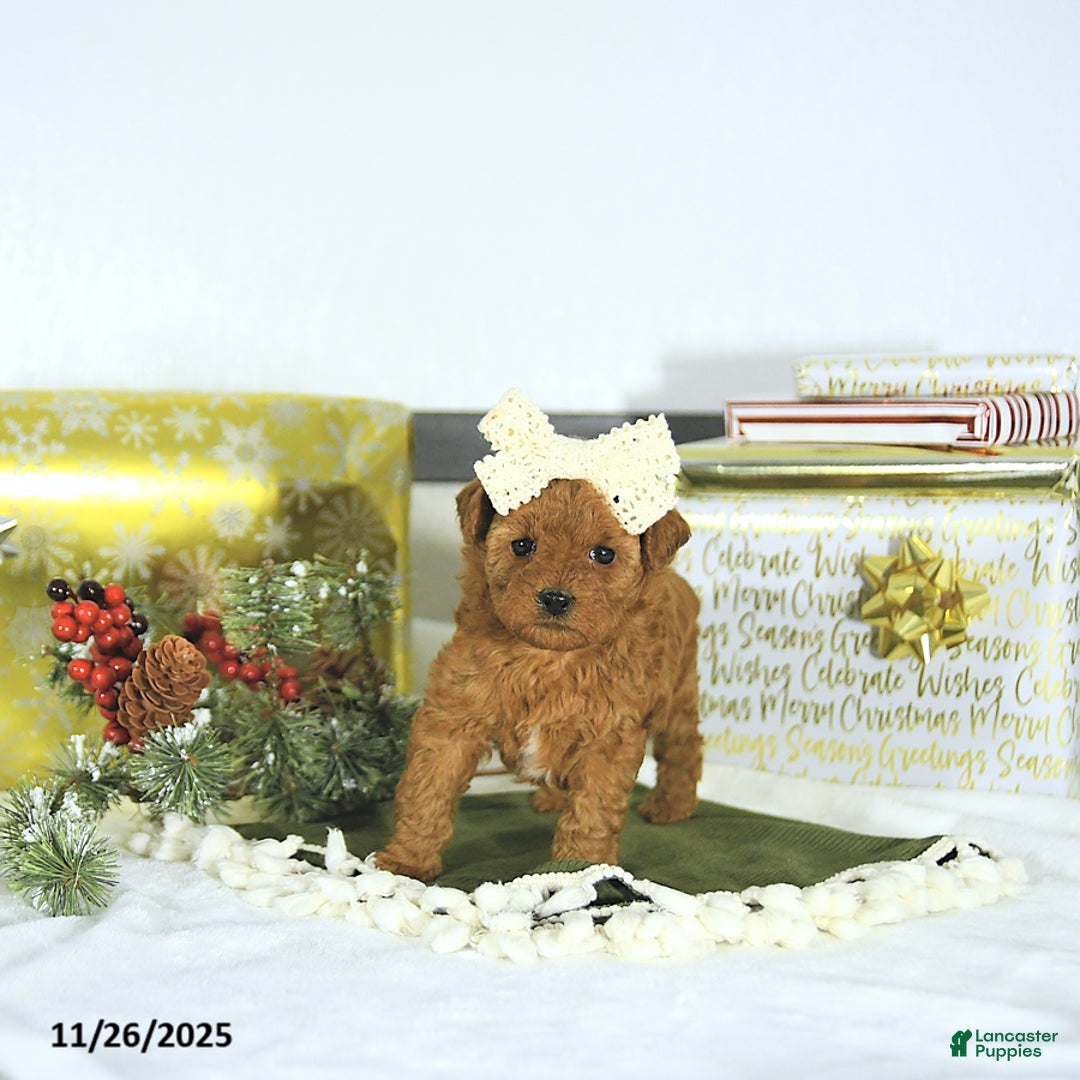 Toy Poodle dogs for sale: Sofia - Ad 7