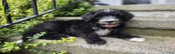 Mini Sheepadoodle dogs for sale: Smiley - Ad 1