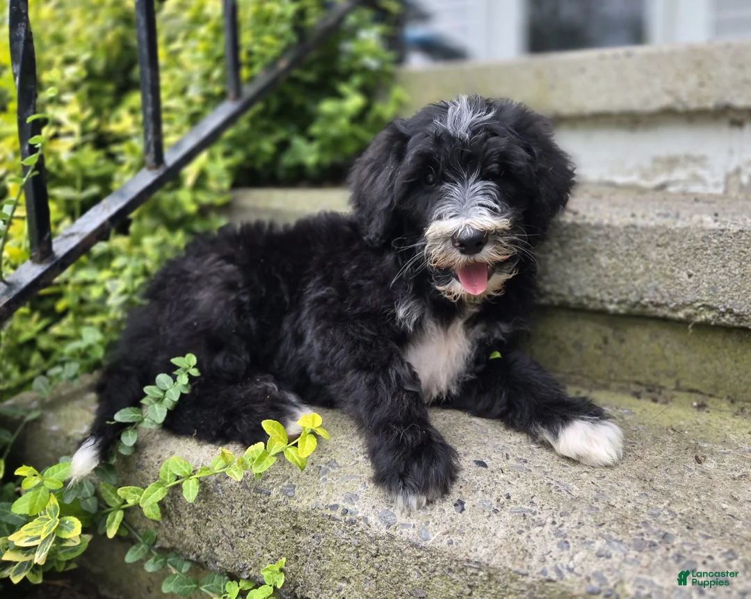 Mini Sheepadoodle dogs for sale: Smiley - Ad 1