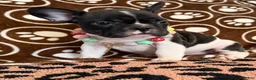 French Bulldog dogs for sale: French Bulldog 3 - Ad 4