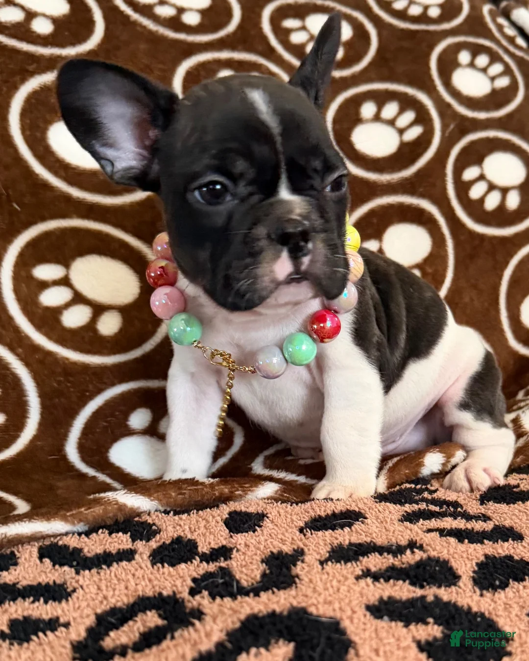French Bulldog dogs for sale: French Bulldog 3 - Ad 4