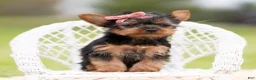 Yorkshire Terrier dogs for sale: Ellie - Ad 2
