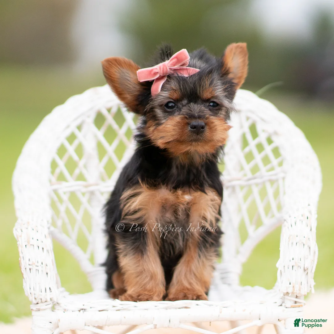 Yorkshire Terrier dogs for sale: Ellie - Ad 2