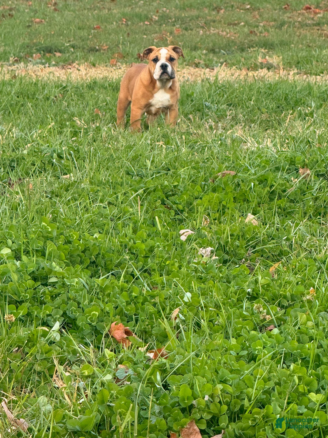 English Bulldog dogs for sale: Zeke - Ad 5