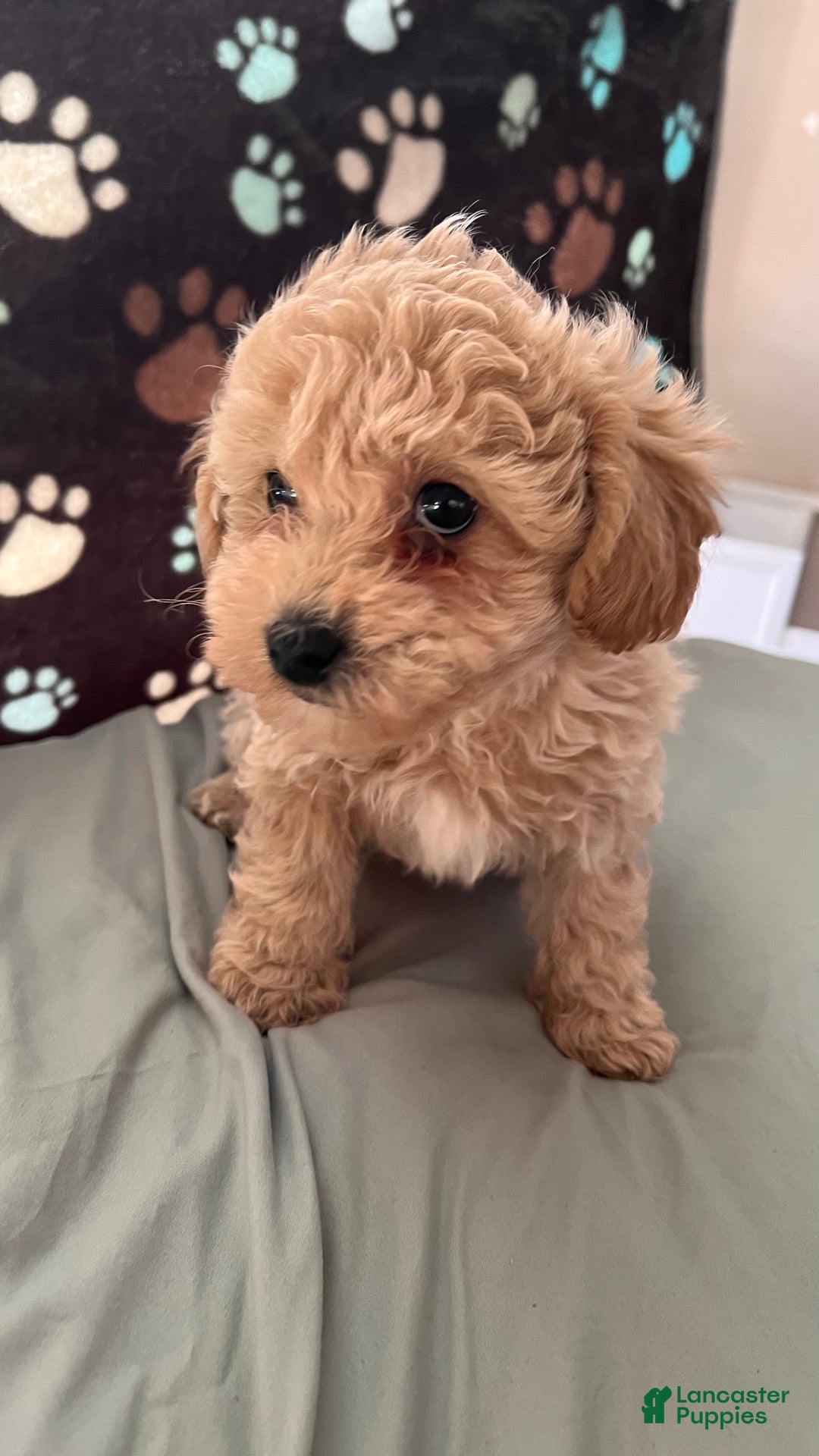 Bichpoo dogs for sale: Benji - Ad 5