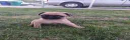 Pug dogs for sale: Pug 3 - Ad 4