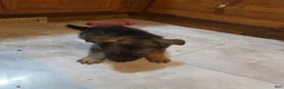 Golden Shepherd dogs for sale: German Shepherd Puppy 5 - Ad 8