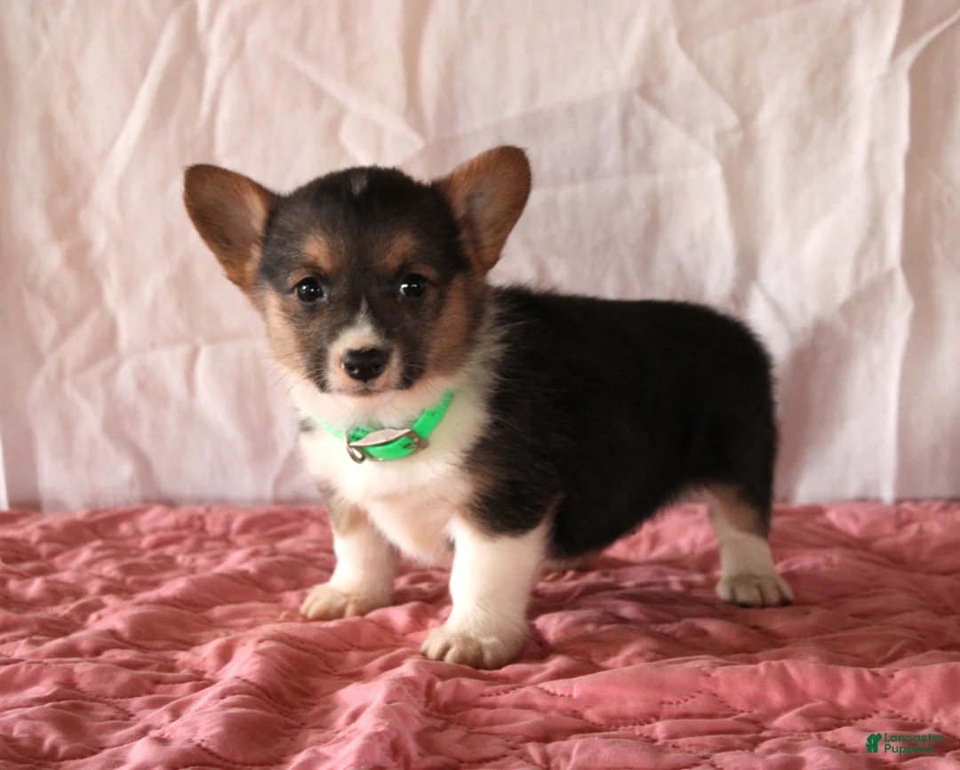 Welsh Corgi Pembroke dogs for sale: Leah - Ad 2