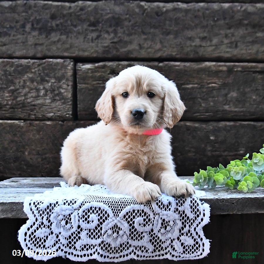 Goldendoodle dogs Blossom - Ad 1