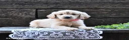 Goldendoodle dogs for sale: Blossom - Ad 1