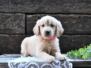 Goldendoodle dogs for sale: Blossom - Ad 3