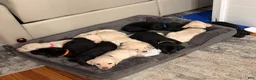 Labrador Retriever dogs for sale: Labrador Retriever - Orange Collar - Ad 9