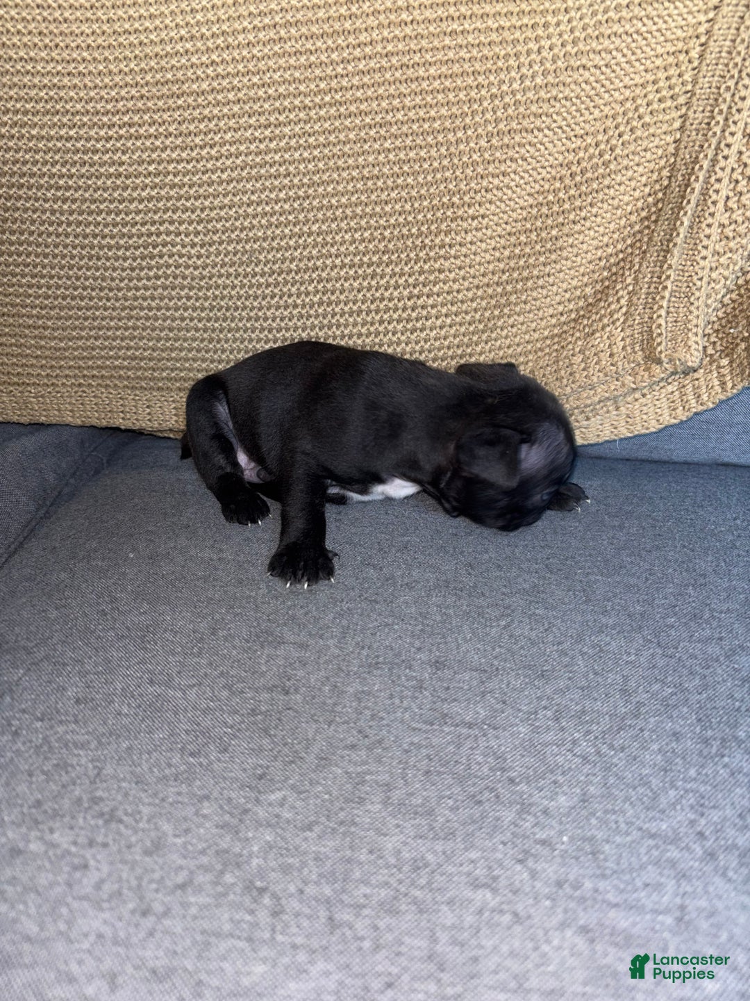 Frenchton dogs for sale: JR. - Ad 3