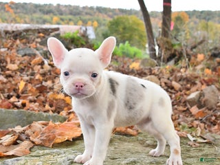 Frenchton dogs - Ad 7