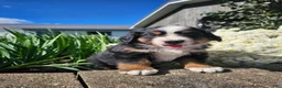 Bernese Mountain Dog dogs for sale: Ty - Ad 2