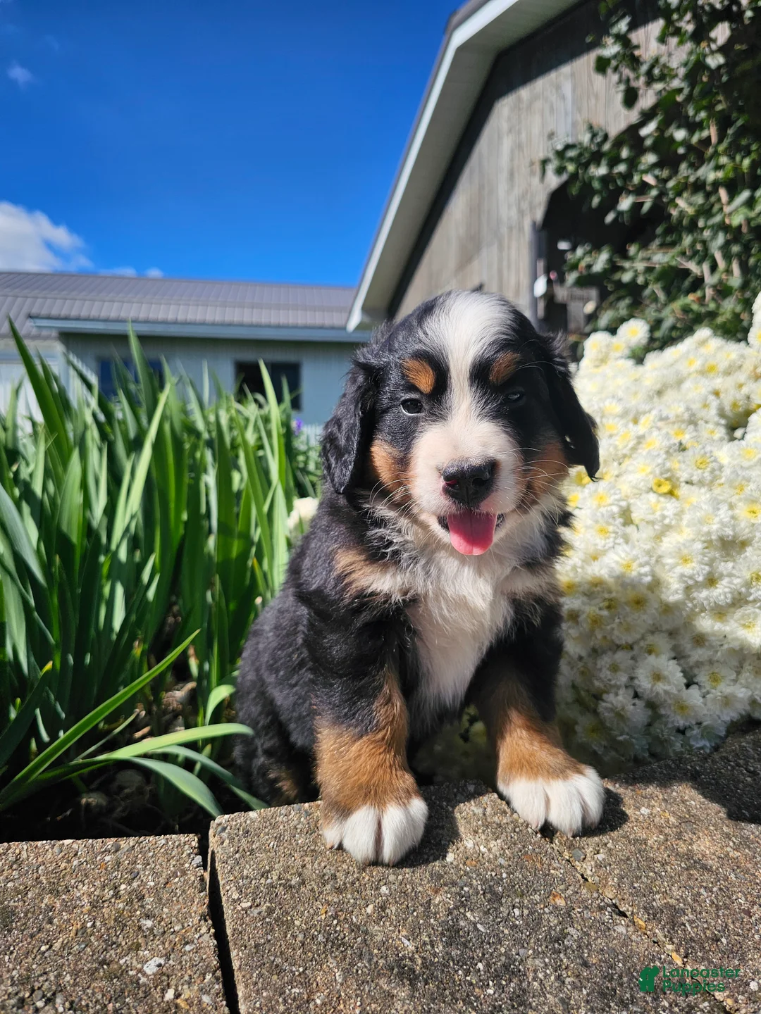 Bernese Mountain Dog dogs for sale: Ty - Ad 2