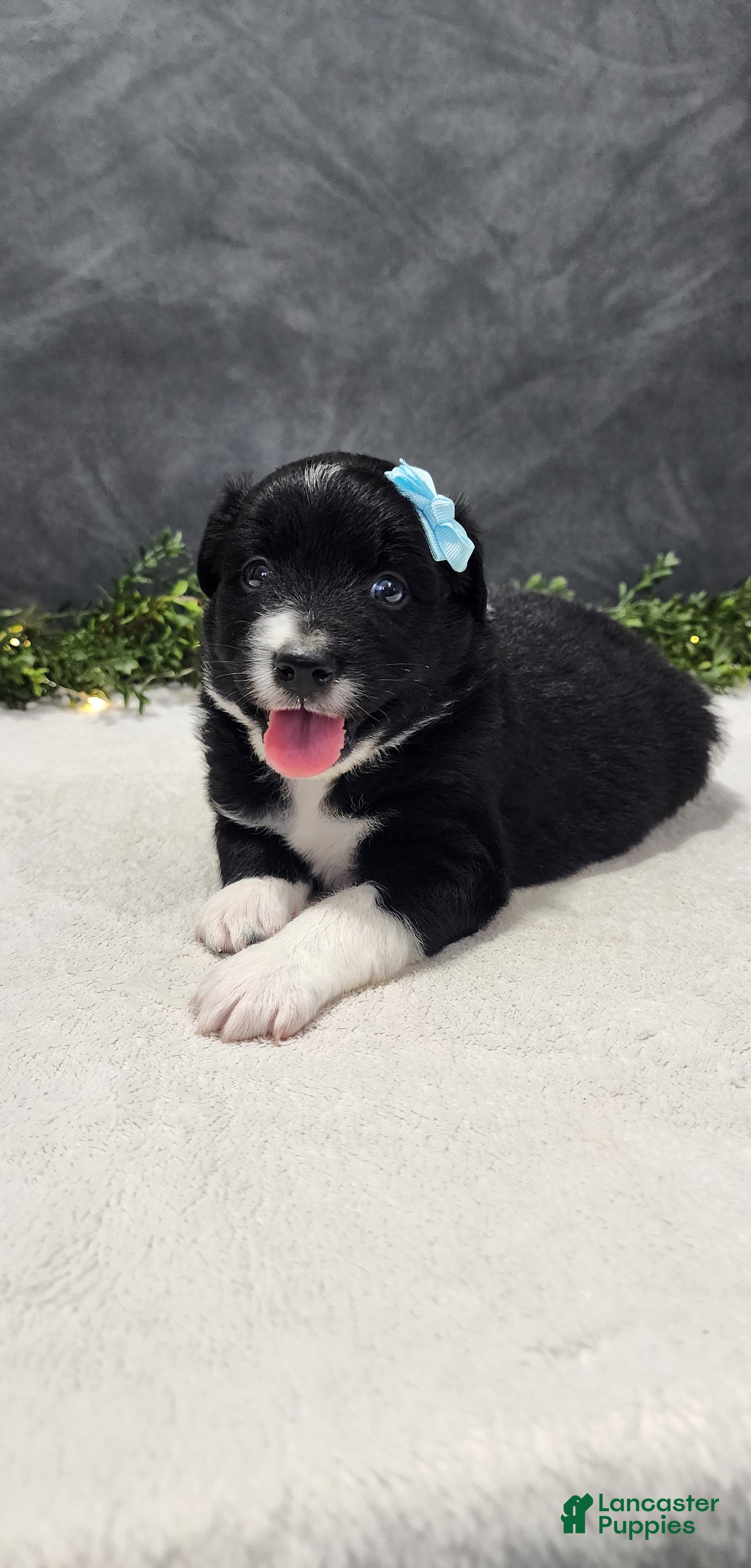 Miniature Australian Shepherd dogs Oliver  - Ad 1