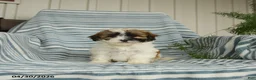Shihpoo dogs for sale: Snuggles   - Ad 1