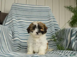 Shihpoo dogs for sale: Snuggles - Ad 4