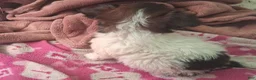 Mixed Breed dogs for sale:  Chipoo1 - Ad 4
