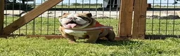 English Bulldog dogs for sale: Blues Clues - Ad 8