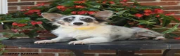 Chihuahua dogs for sale: Davy - Ad 4