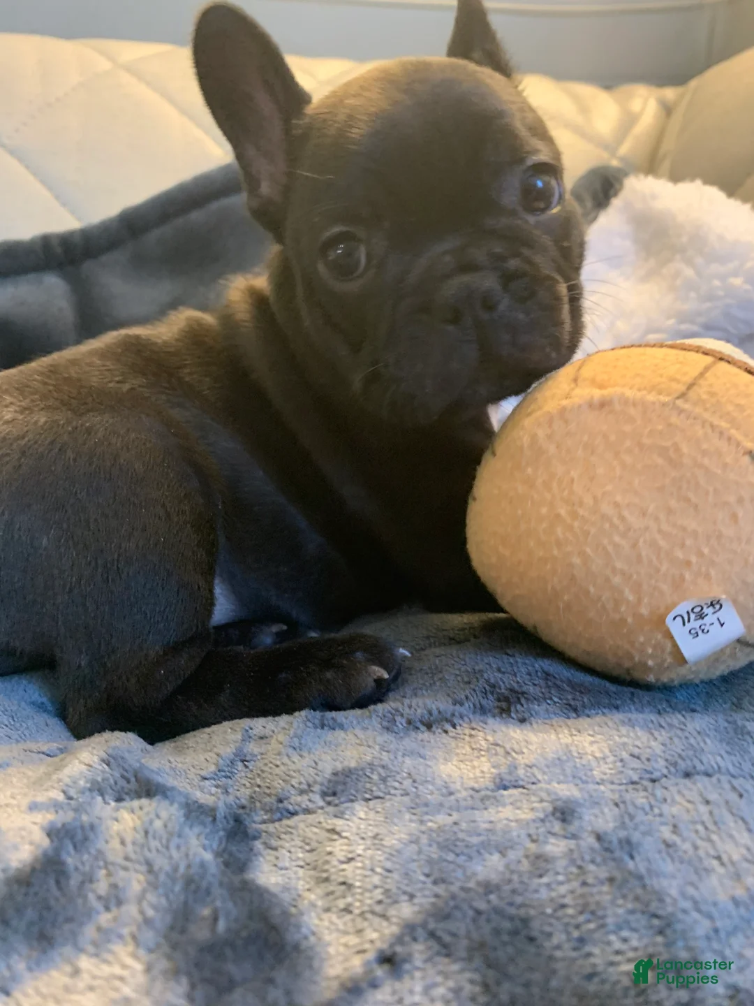 French Bulldog dogs for sale: French Bulldog 5 - Ad 2
