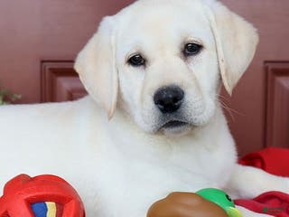 Labrador Retriever dogs Rosie - Champ lines - Ad 38