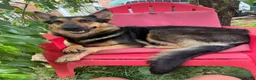 Mixed Breed dogs for sale: Mocha - Ad 2