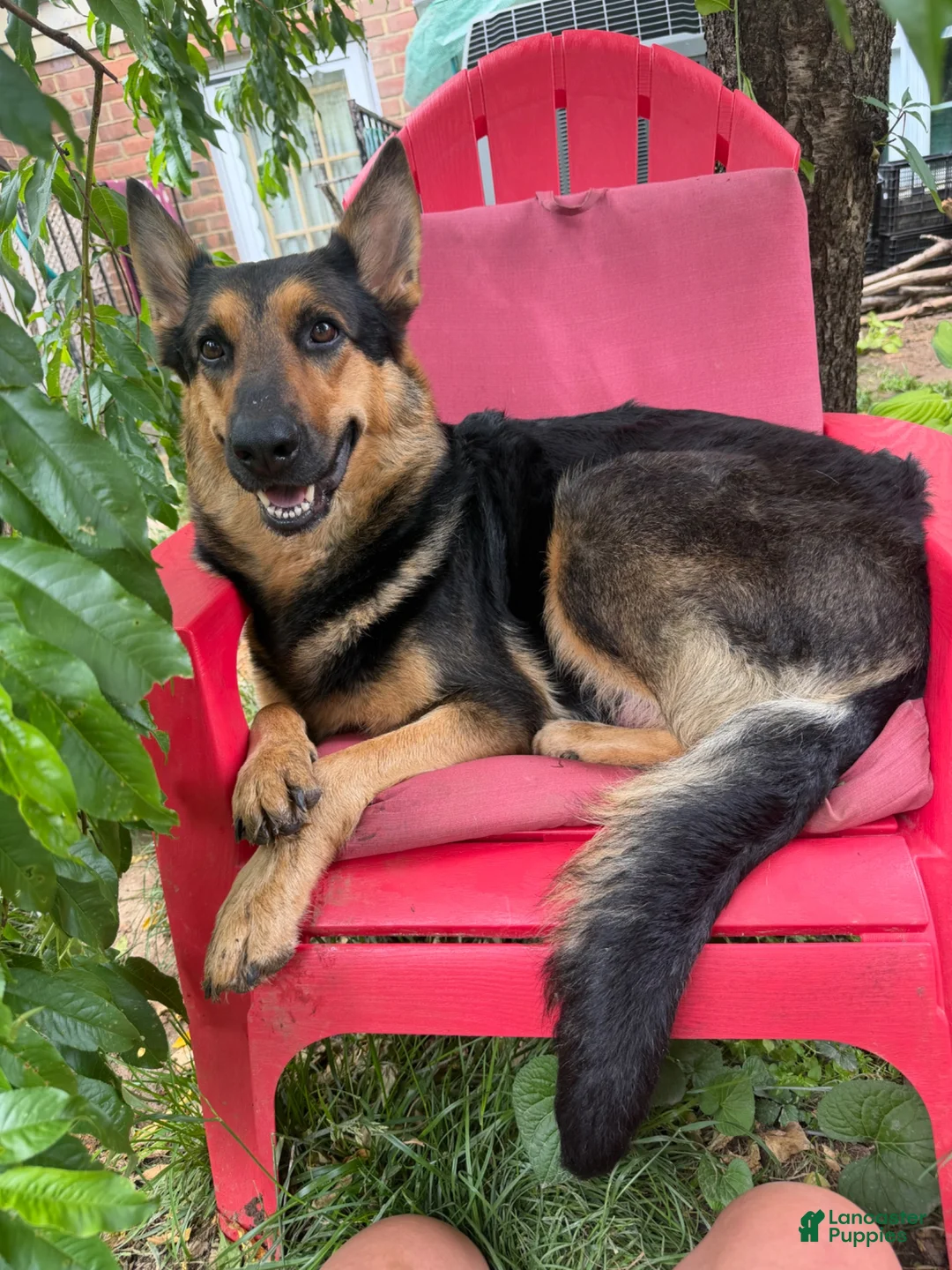 Mixed Breed dogs for sale: Mocha - Ad 2