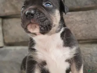 American Bully dogs Boy 1 - Ad 16