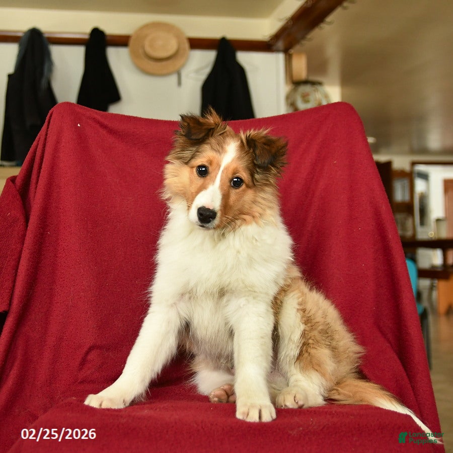 Shetland Sheepdog dogs Elf  - Ad 2