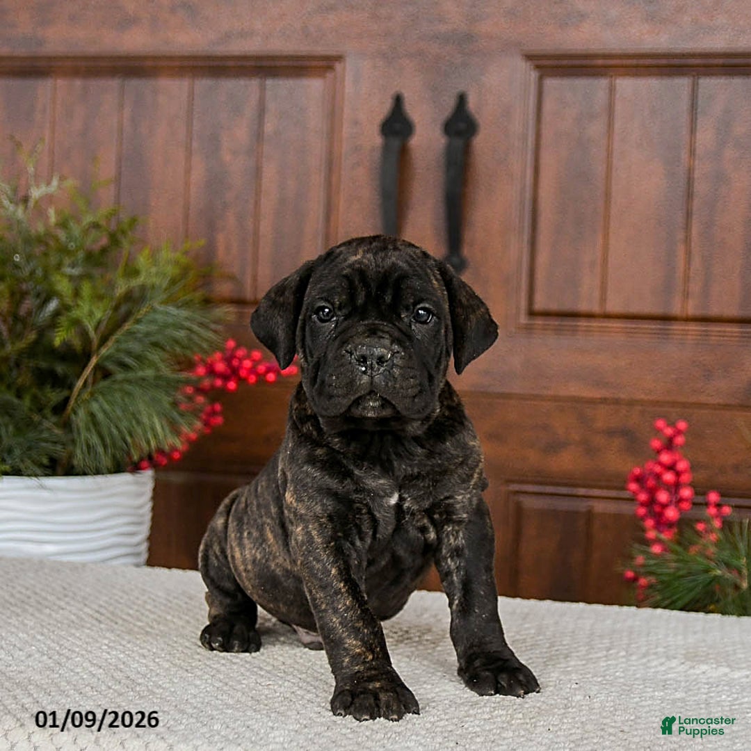 Cane Corso dogs for sale: Tripp - Ad 2